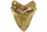 Serrated, Fossil Megalodon Tooth - Indonesia #214779-2